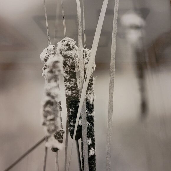 Signed M Wallace Black/white Photo Print Black Matt 16"x20" Cat Tail - Picture 3 of 5